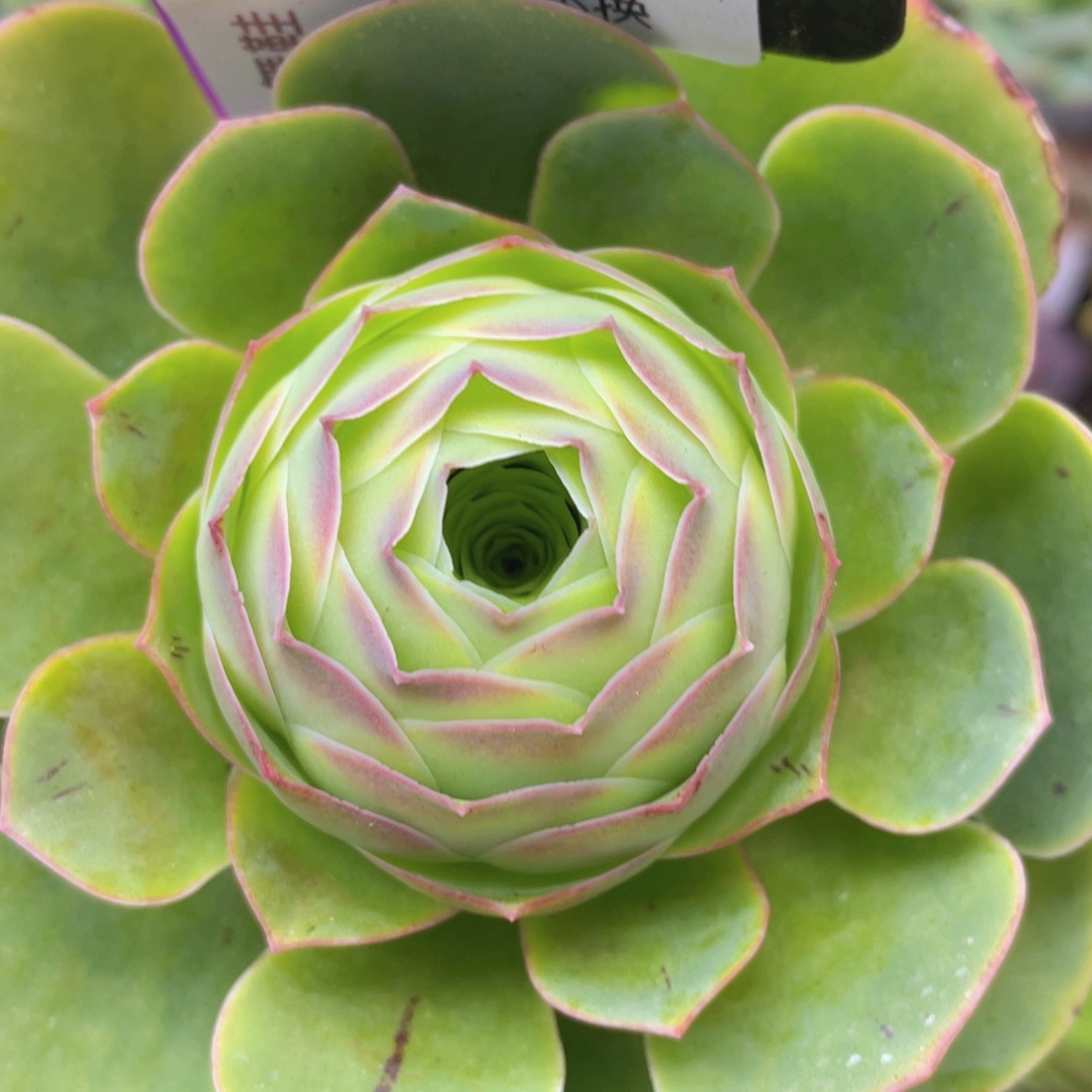 粉红舞鞋玫瑰一物一拍150