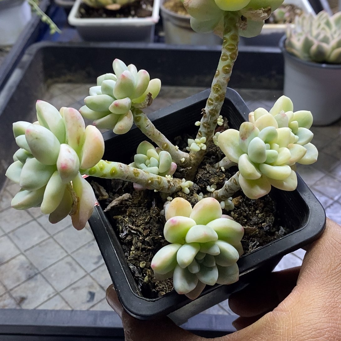 12115 劳尔锦自然群多肉