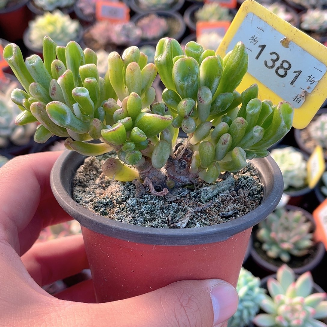 1381号多肉吸米树锦