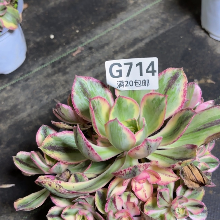 瑞妈一物一拍714