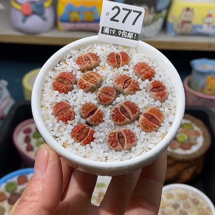 大舅生石花肉锥多肉277