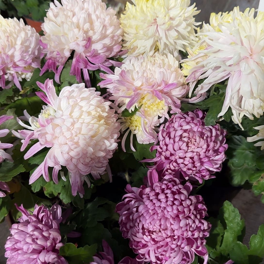 全部花朵A51515151515151