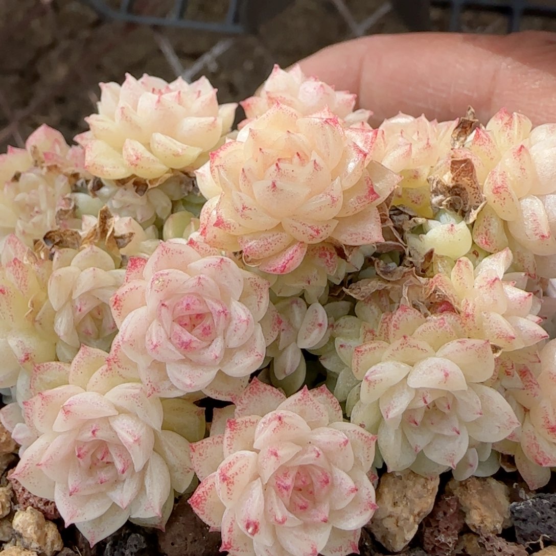 【闪购商品】0130-139（优选麦杆