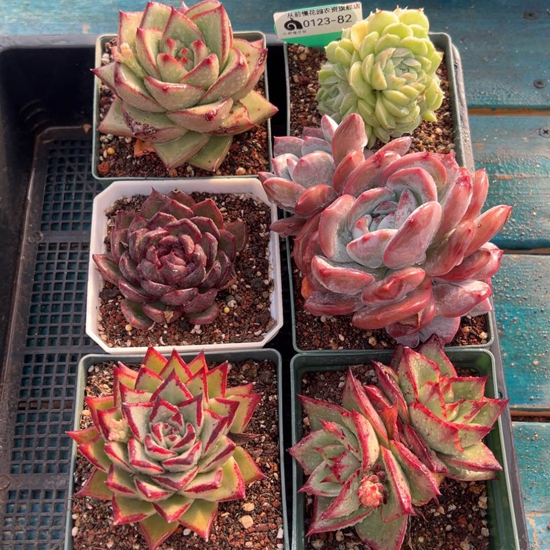 从前慢多肉精选编号0123.82