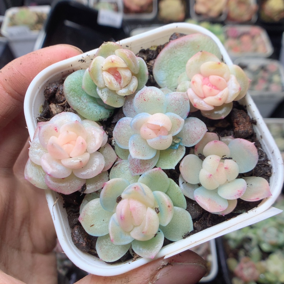 无花朵E103 yyyyyyyy