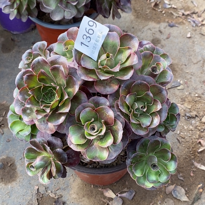 魅金多肉断头不包1369