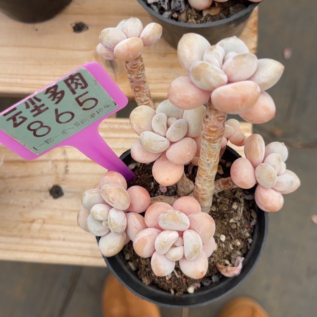 云尘多肉一物一拍865