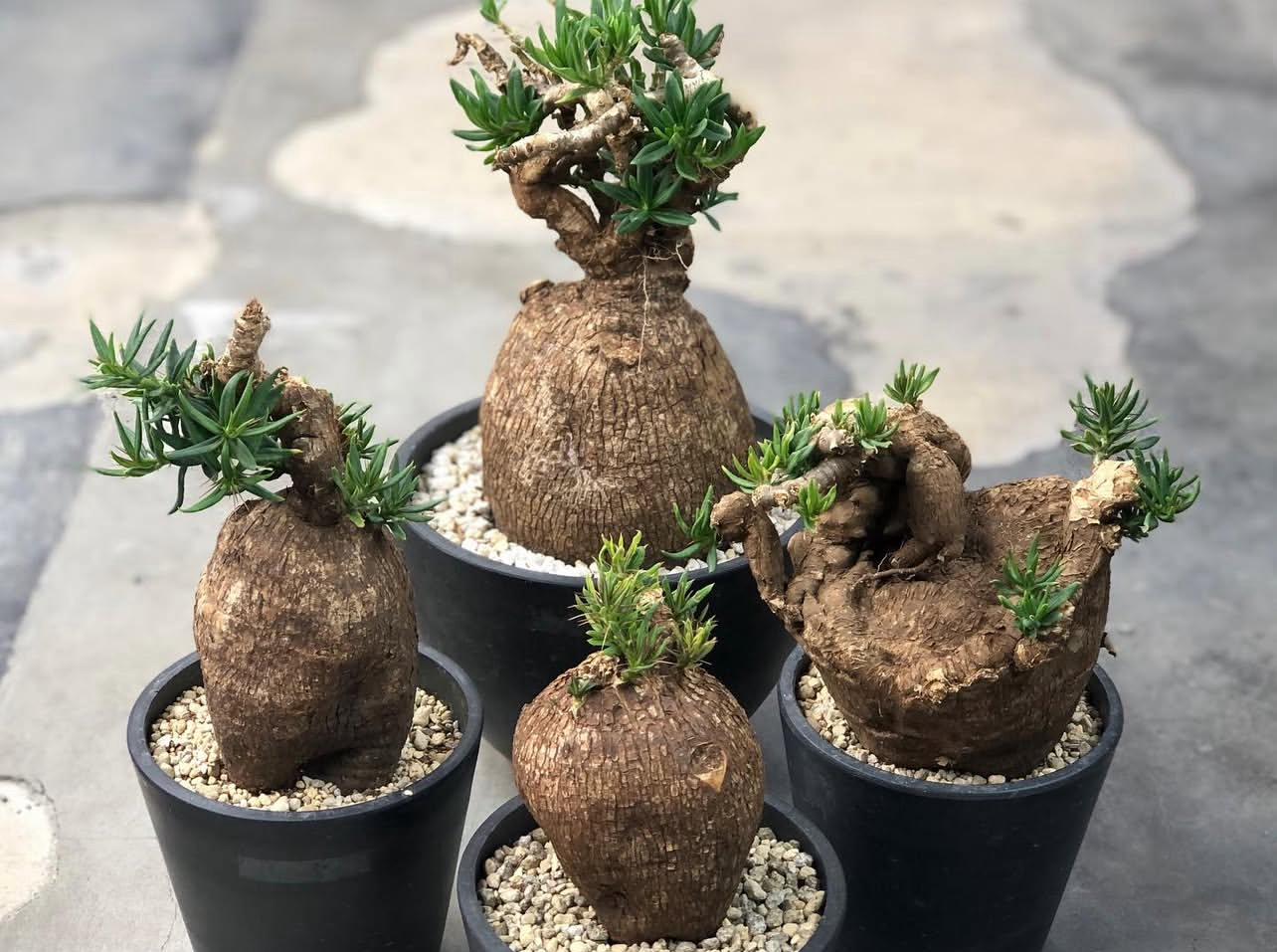 双刺瓶杆非天马空块根植物盆栽现货一物一拍室内外皆可好养块根