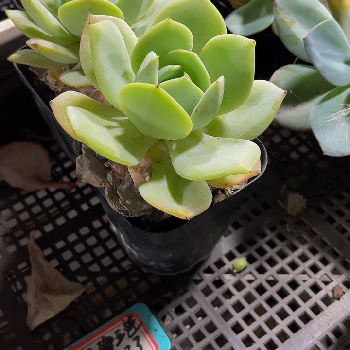 恋曲2.8带盆土发