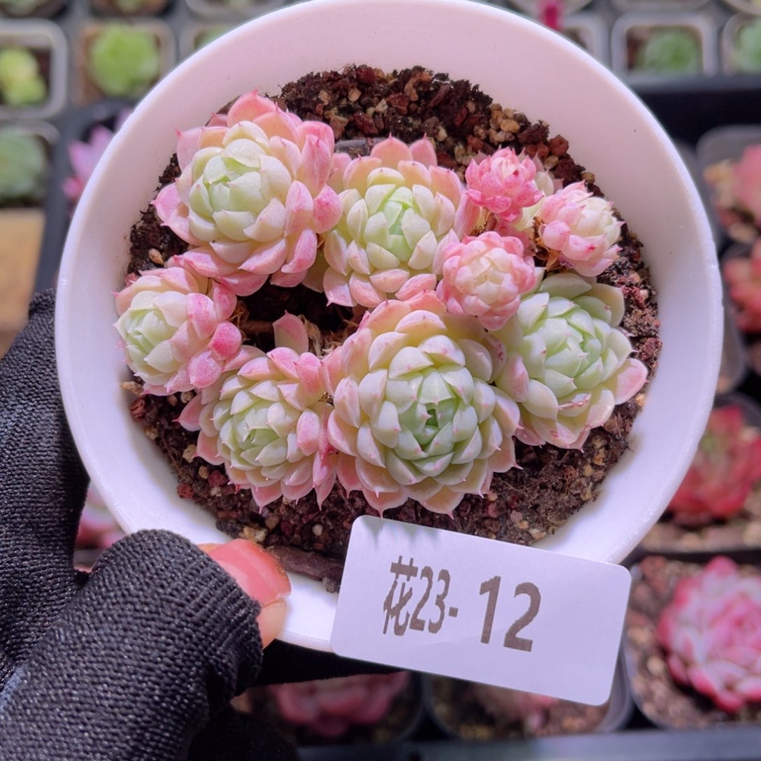 花23-12羊脂球群生