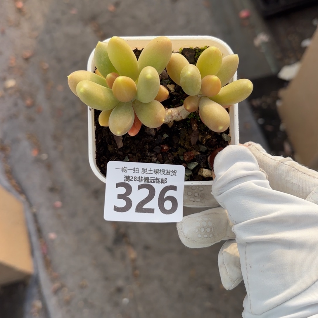 金蟾双头老桩无盆土发货