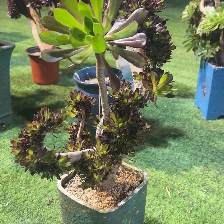 招****825黑法师缀化一颗