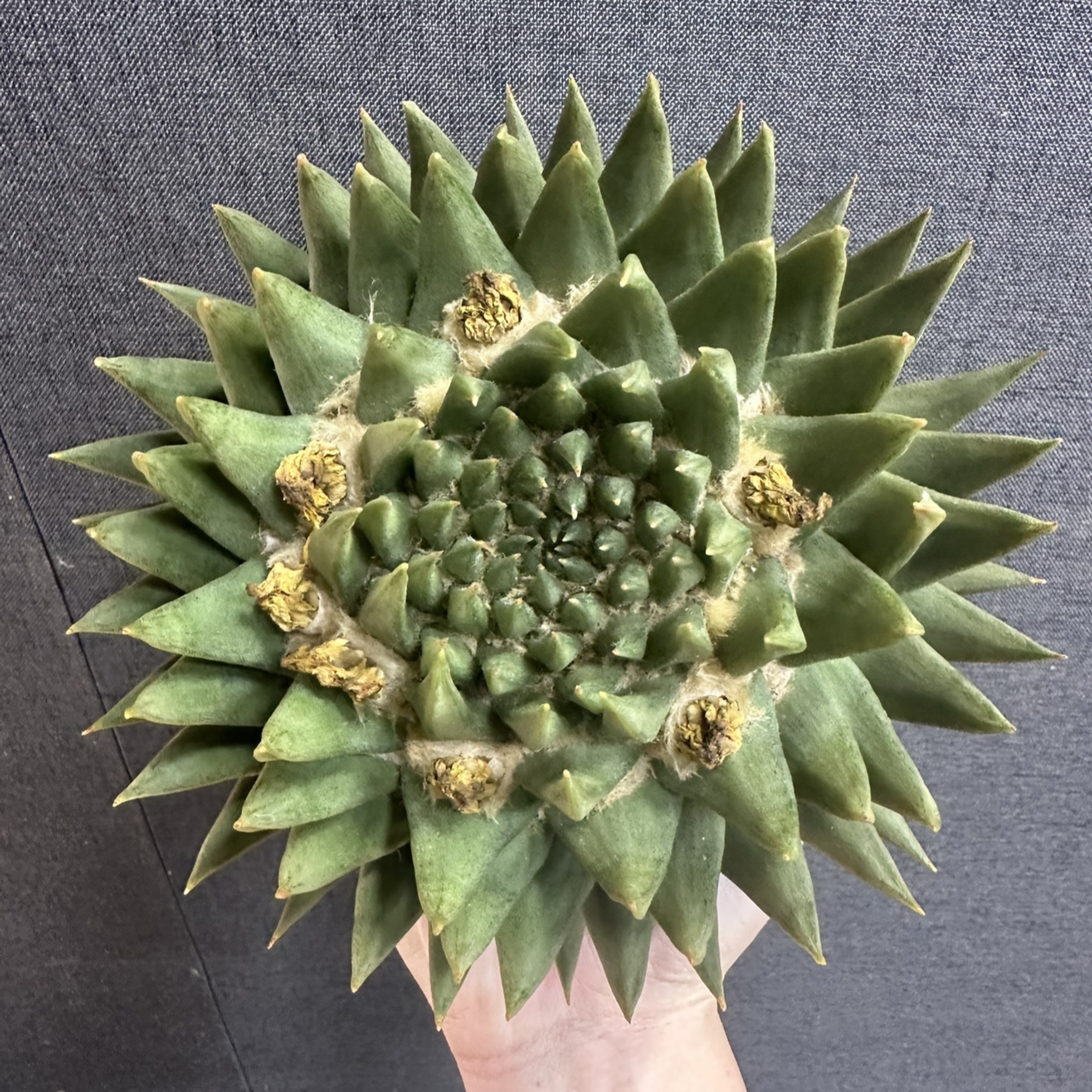 花半里园艺 龙牙牡丹一物一拍实生仙人掌科仙人球岩牡丹多肉植物