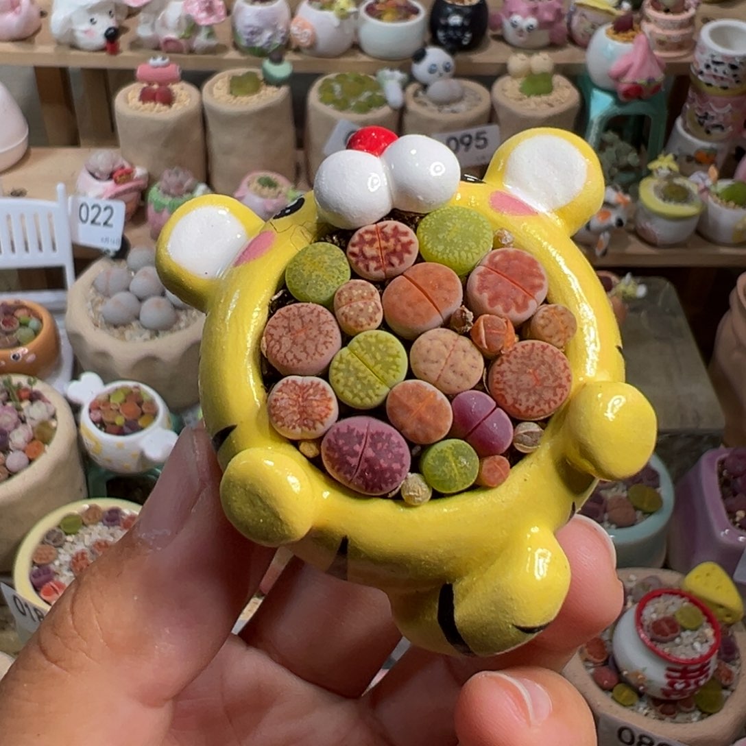 多肉植物109号拼盘