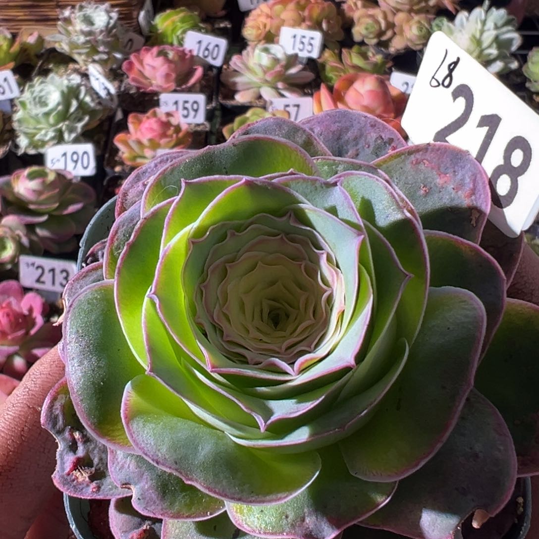 幽兰218山地玫瑰多肉