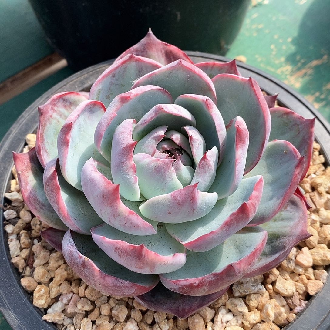 惊鸿仙子大单头宽叶，124354649