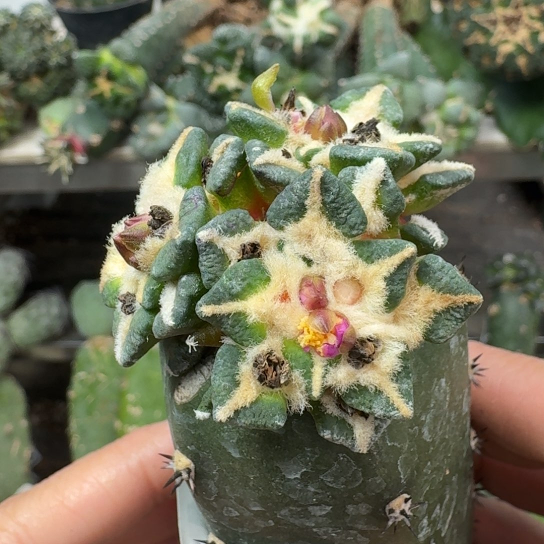 【闪购商品】无花朵三头苗接黑牡丹496