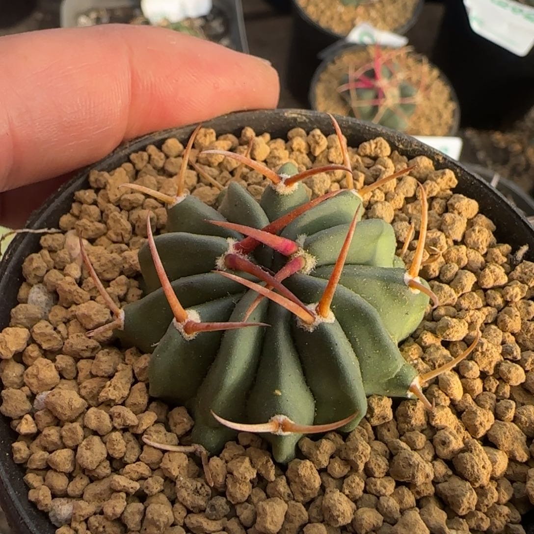 龙剑 实生仙人球606