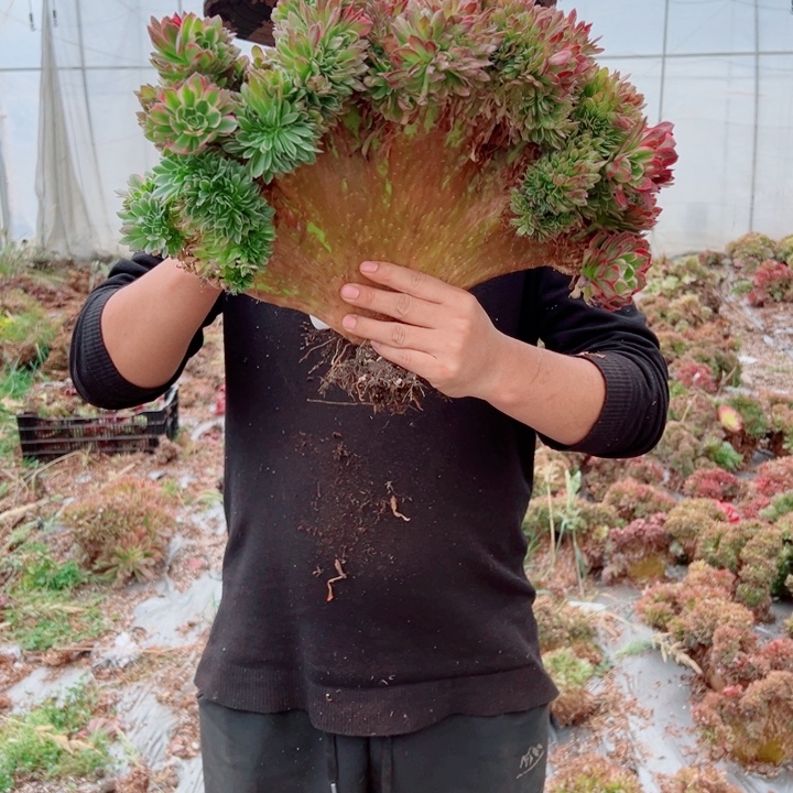 海王醉话8号多肉法师
