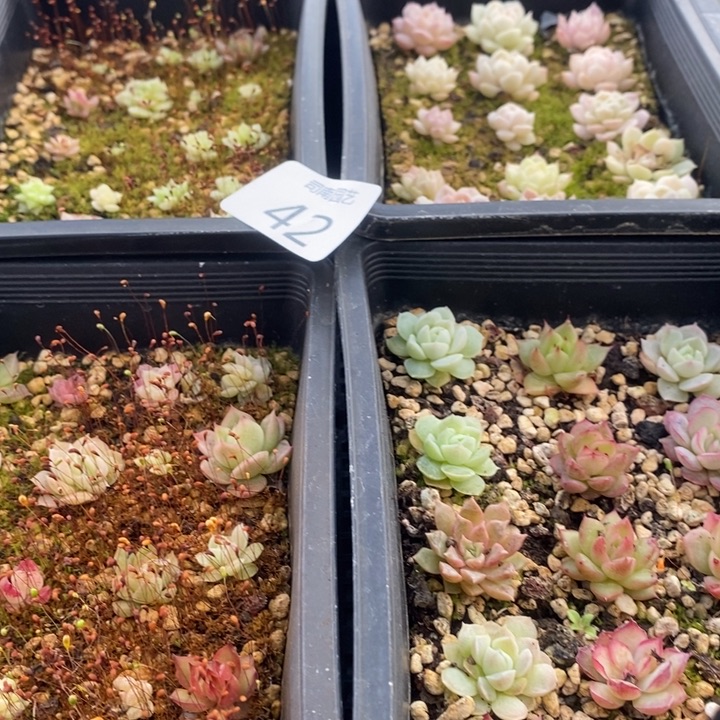 42 多肉植物盆栽花卉