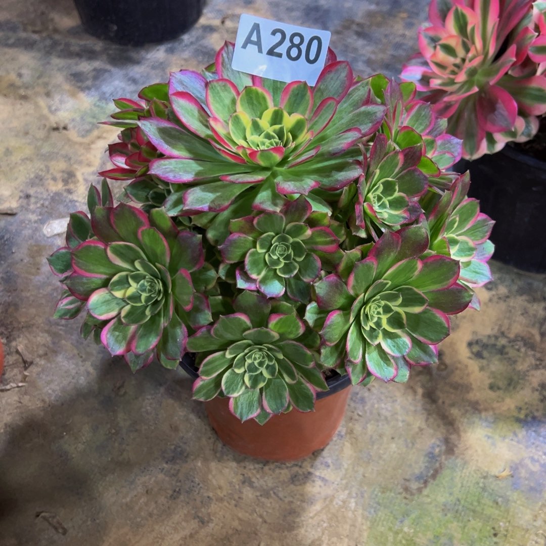 ，***然无花朵孔雀翎法师280