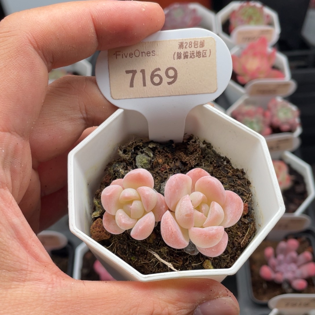 雪媚娘7169-4.5厘米