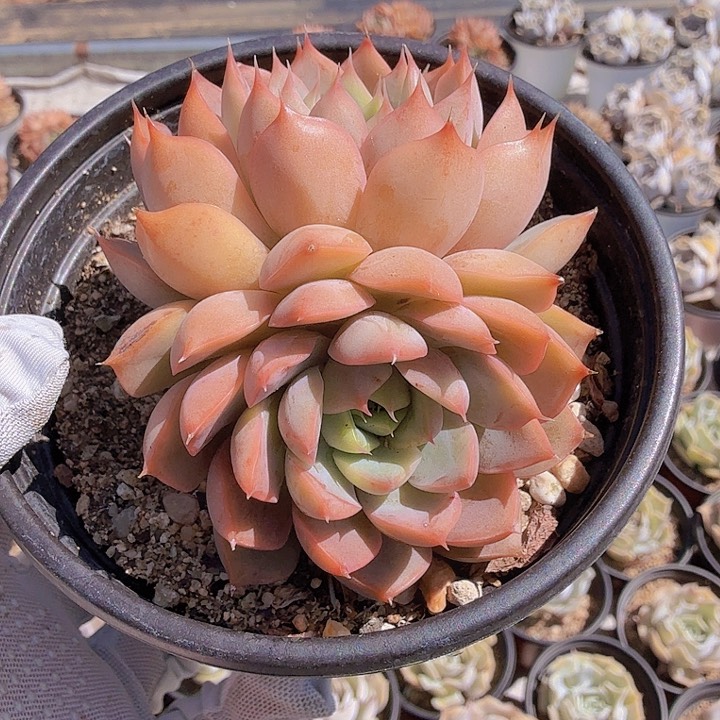 八公分无砍玫瑰夫人满20包邮