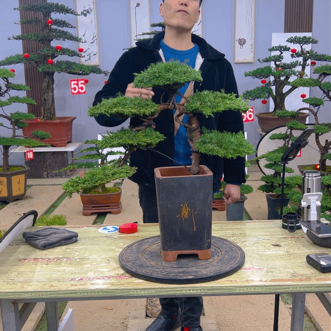 盆景龙爪松造型盆景