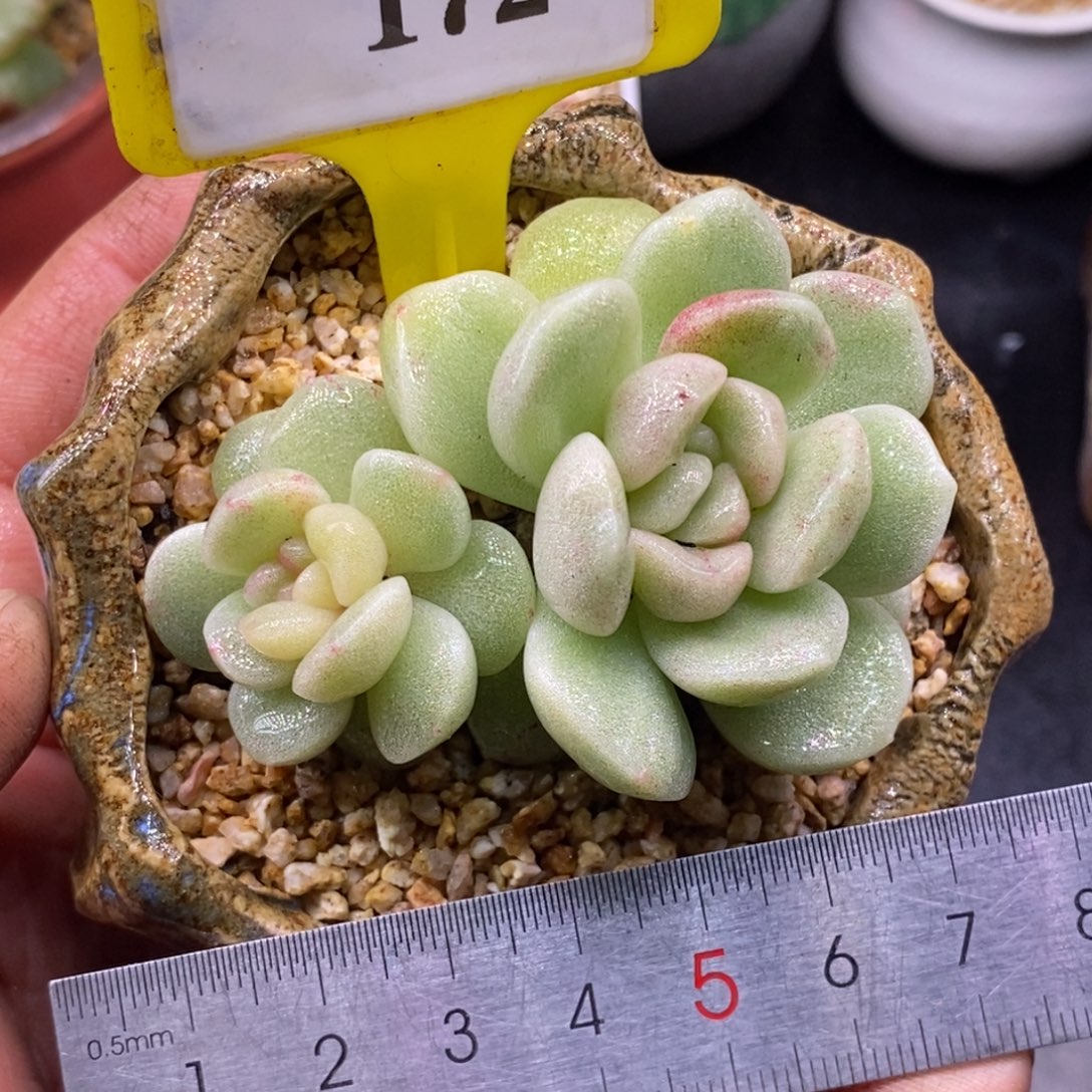 8172冰玉石化双头带锦……