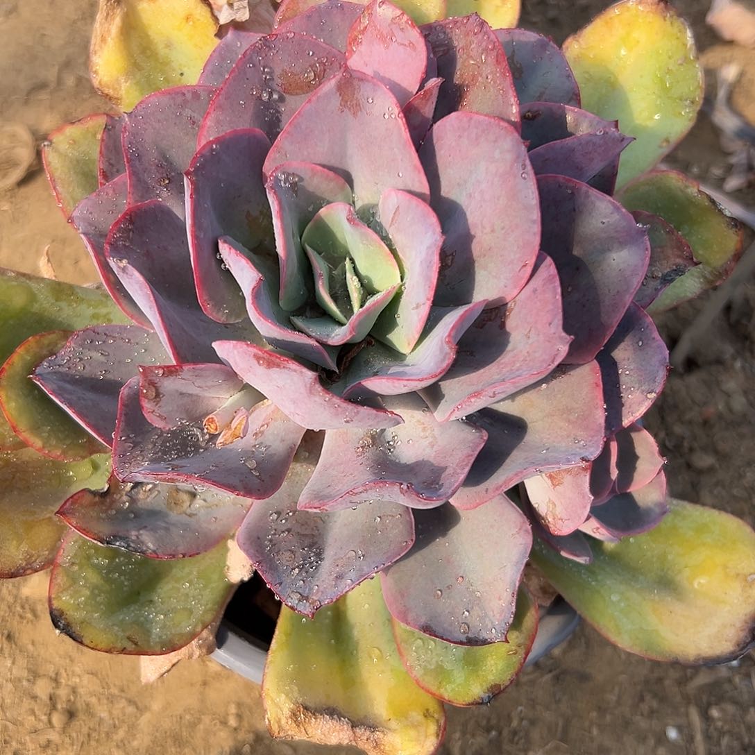 多肉植物大单头朱丽丝