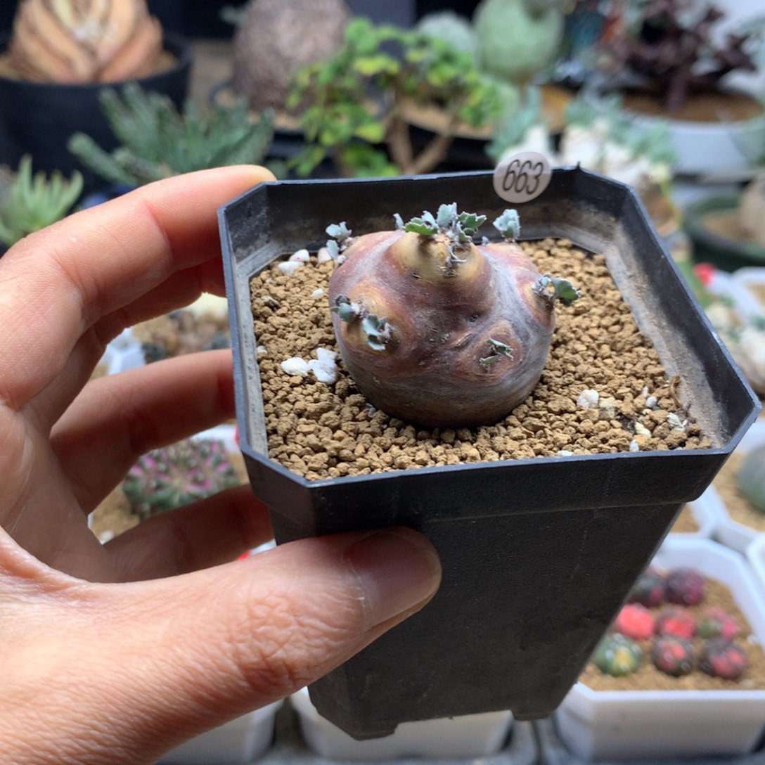 产地格加厚敦菊带盆663
