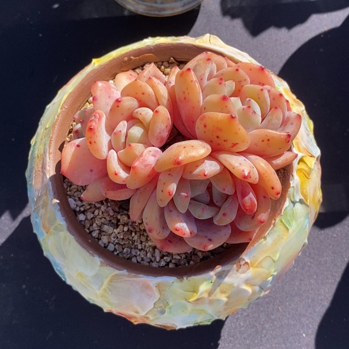 4头仙女橙肉肉肉肉全状态