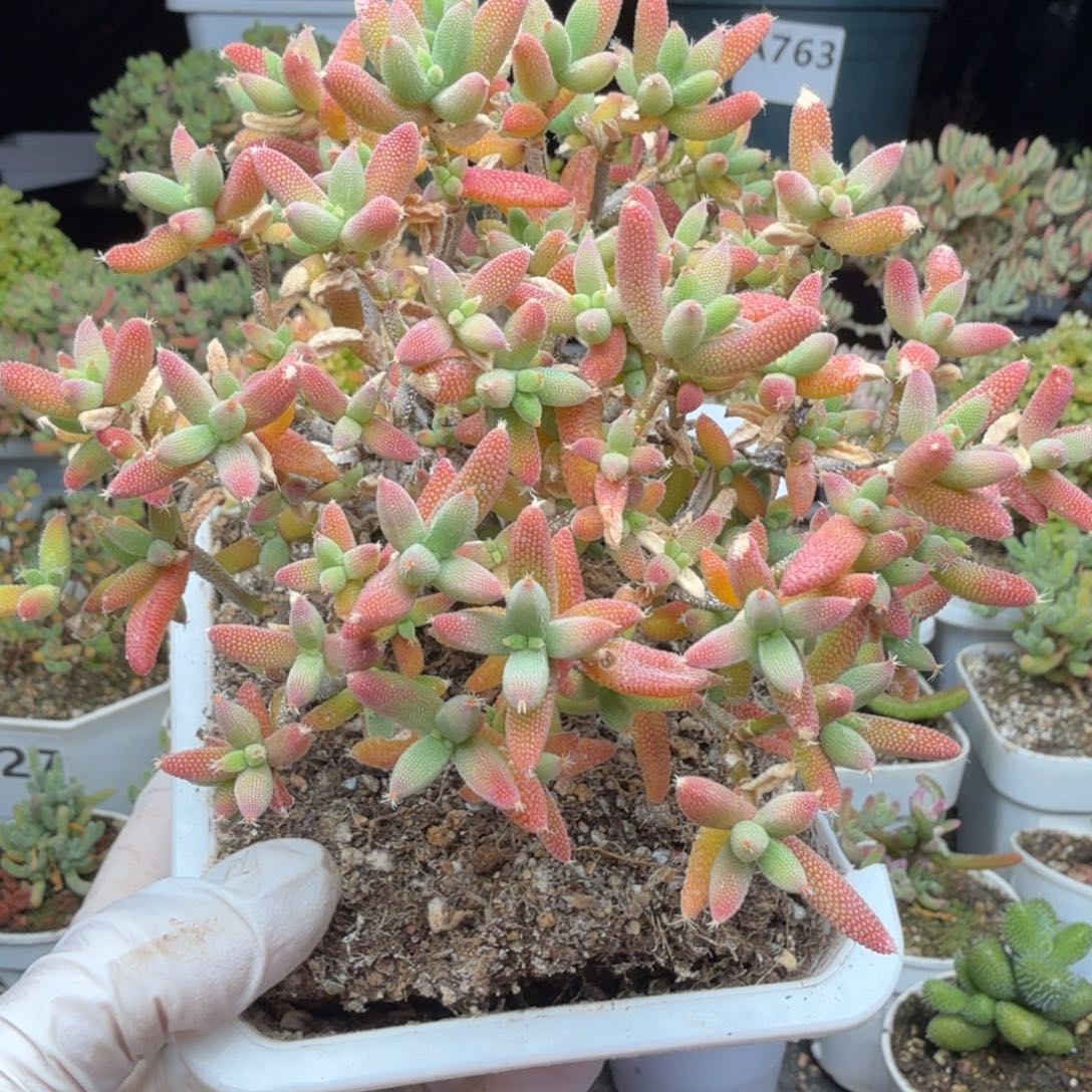 可***xA706玉米枝干一物一拍