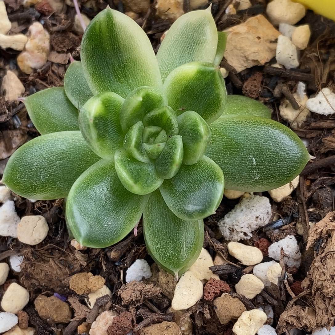 不知名东云一物一拍，