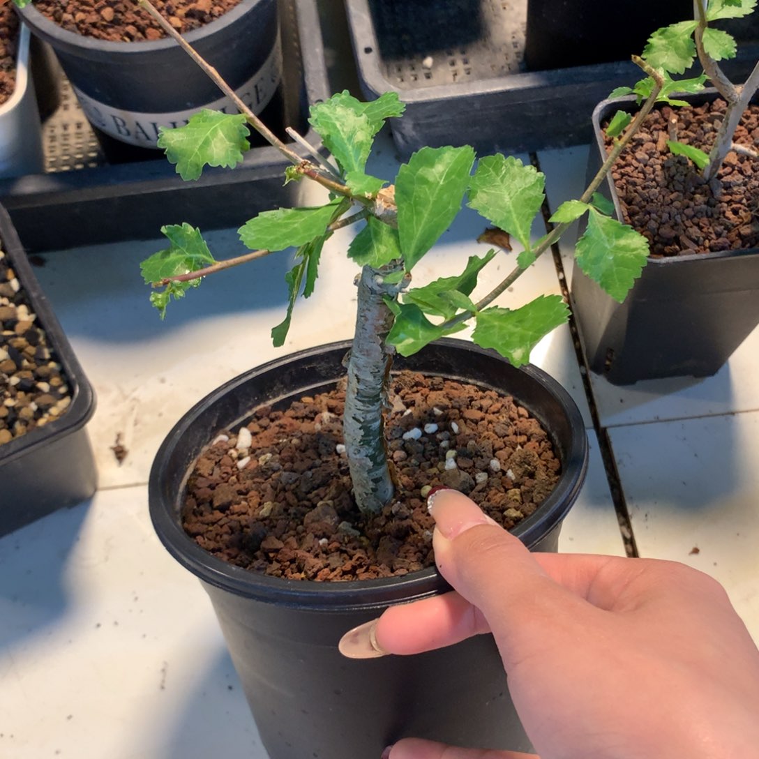 怀特没药哈哈哈哈哈哈