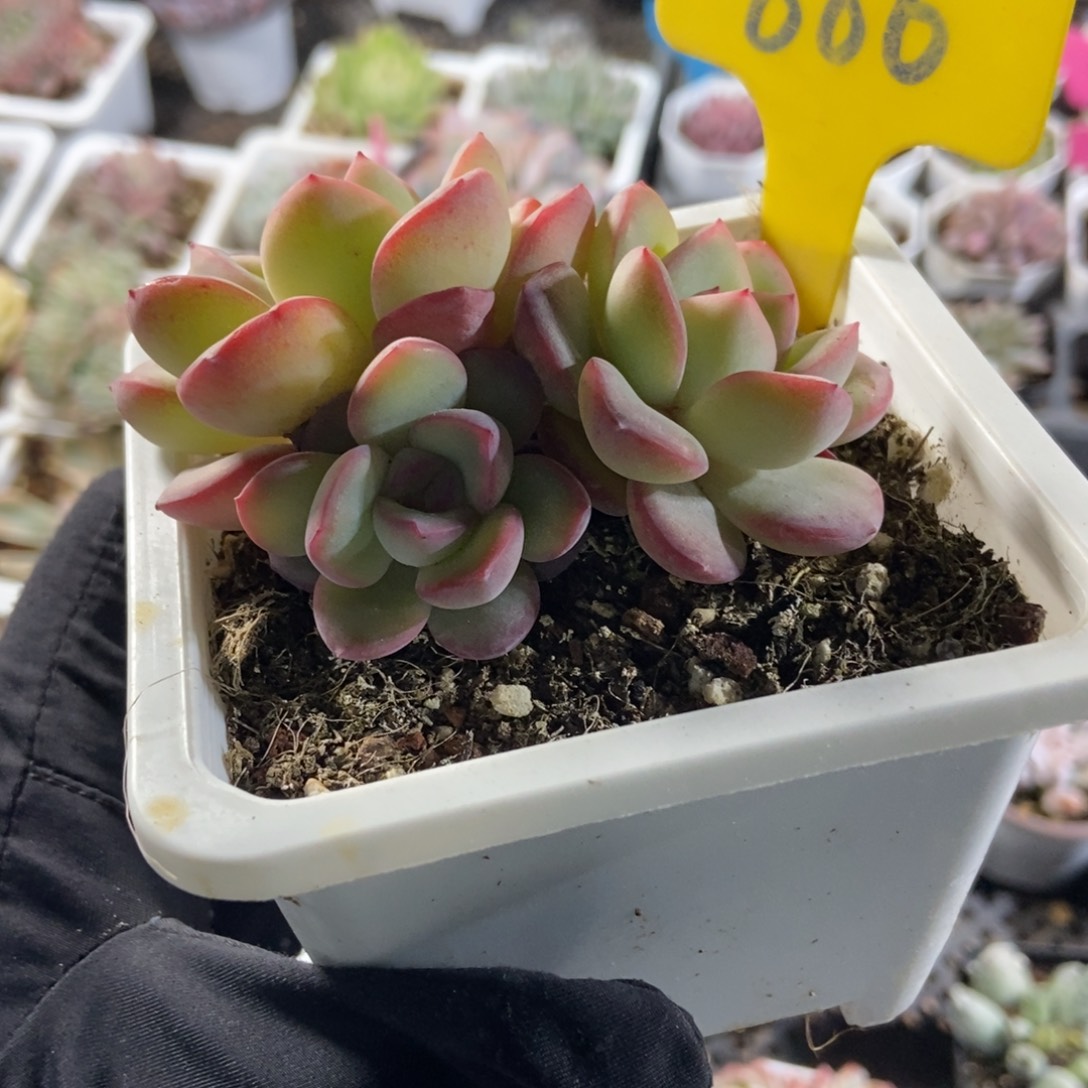 886泡芙多肉植物多肉