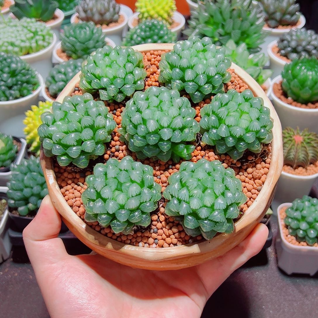 糯姬3颗多肉多肉多肉