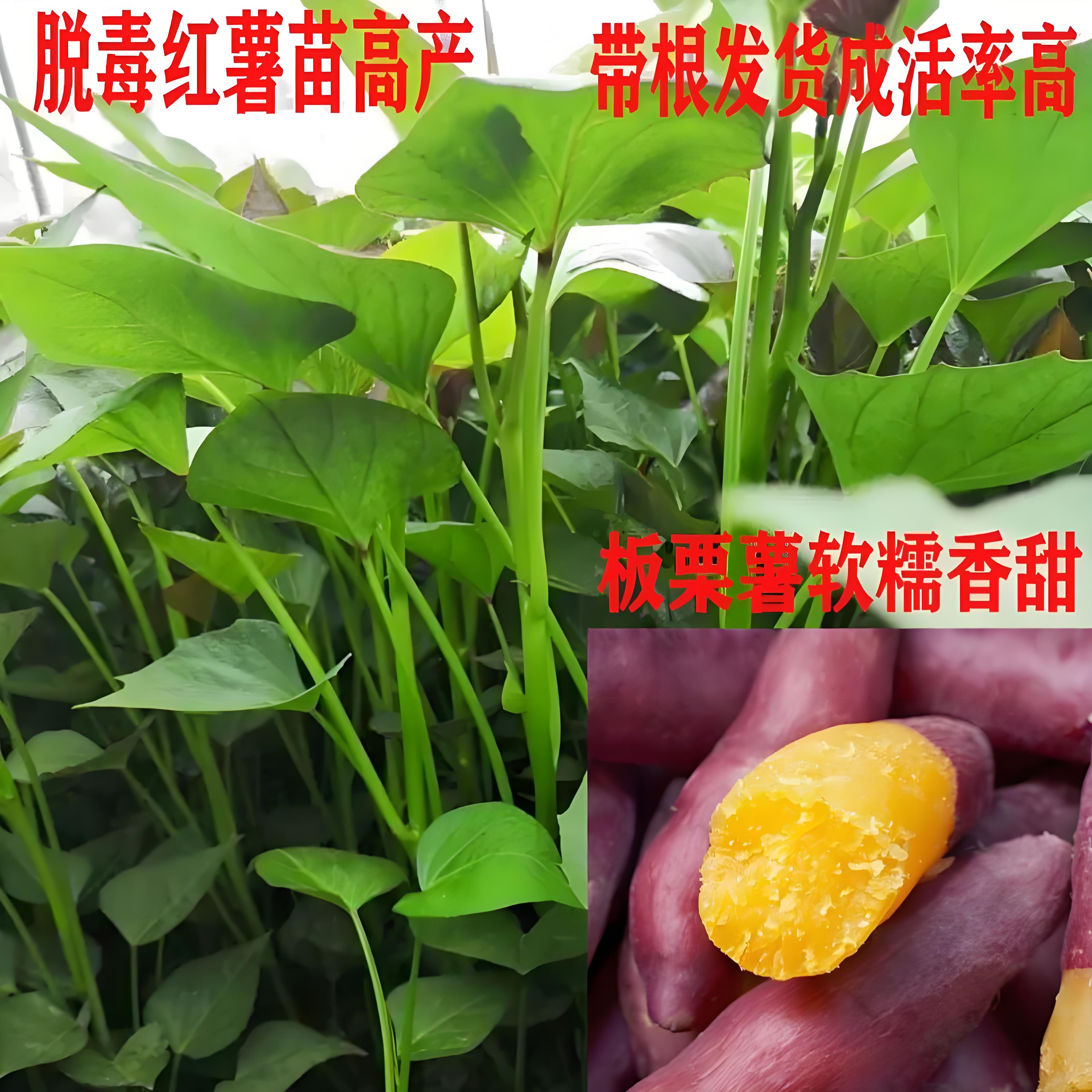 济薯26红薯苗板栗薯苗地瓜秧子黄心板栗红薯秧红薯苗子