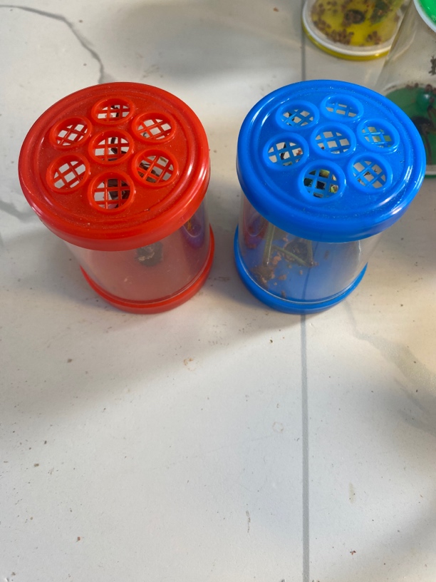 【直播间下单链接】叫罐二个+断须瘪眼蝈蝈两只 偏远地区不发货！！！