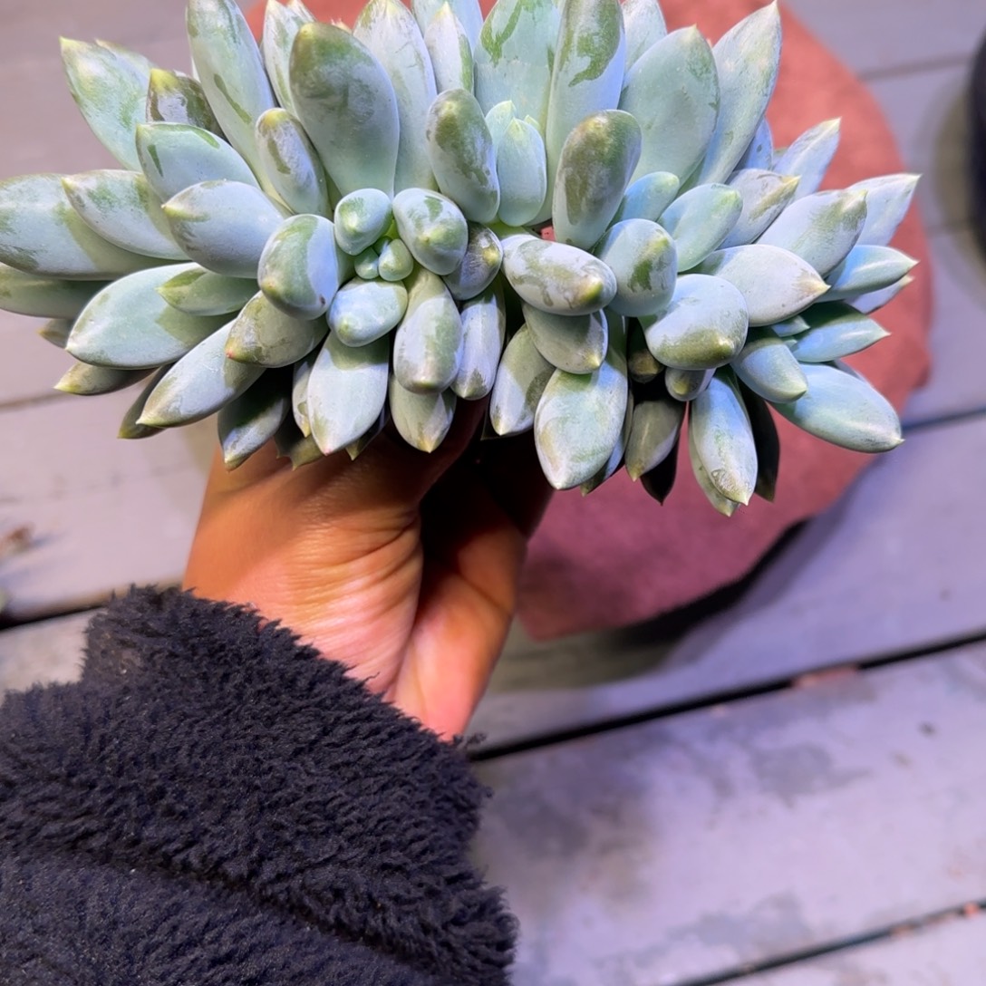 胖体哥特萝莉多肉植物