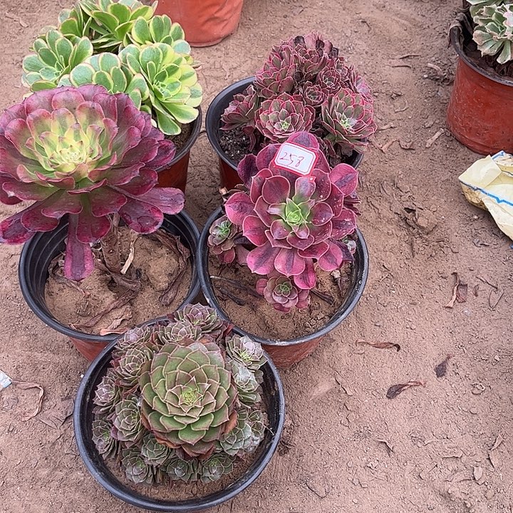 258多肉植物组合，