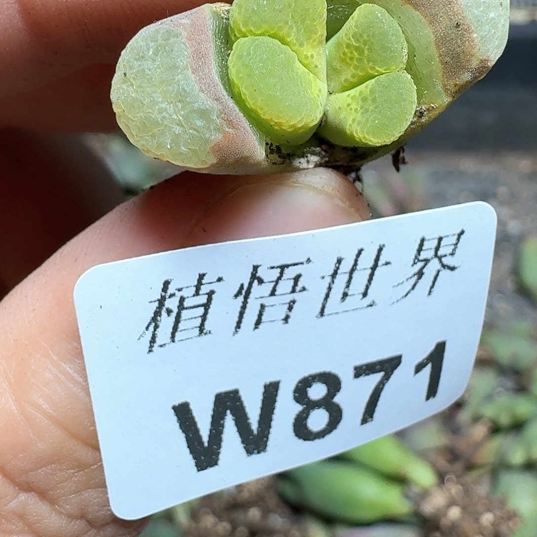 871盒多肉植物哇f f