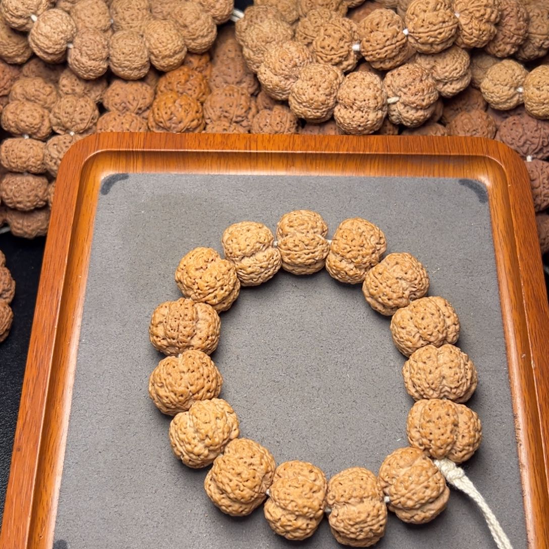 13号尼泊尔大金刚24粗筋梅花霸王龙梁