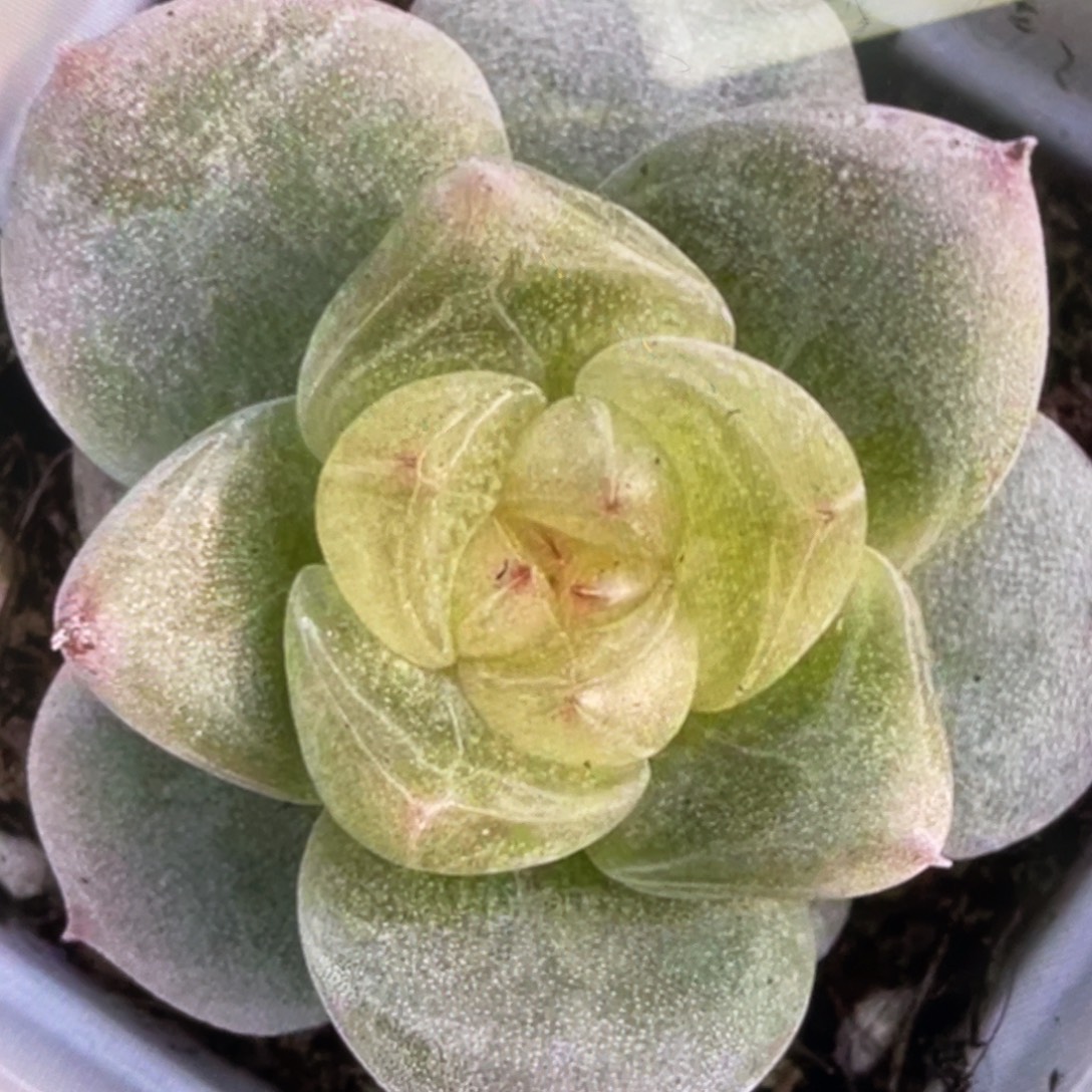 白珍梦20粒种子，新品好看