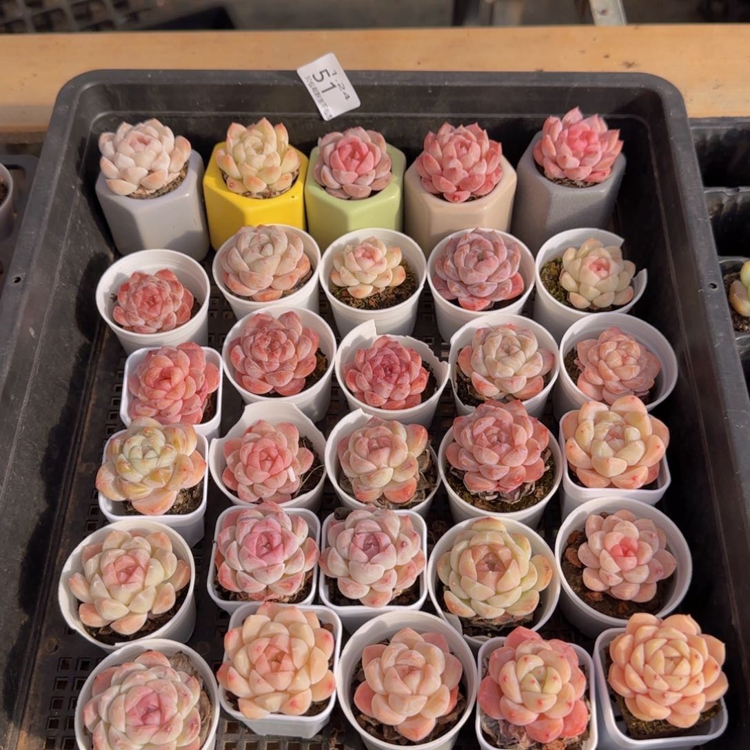 财神爷一筐30颗脱土