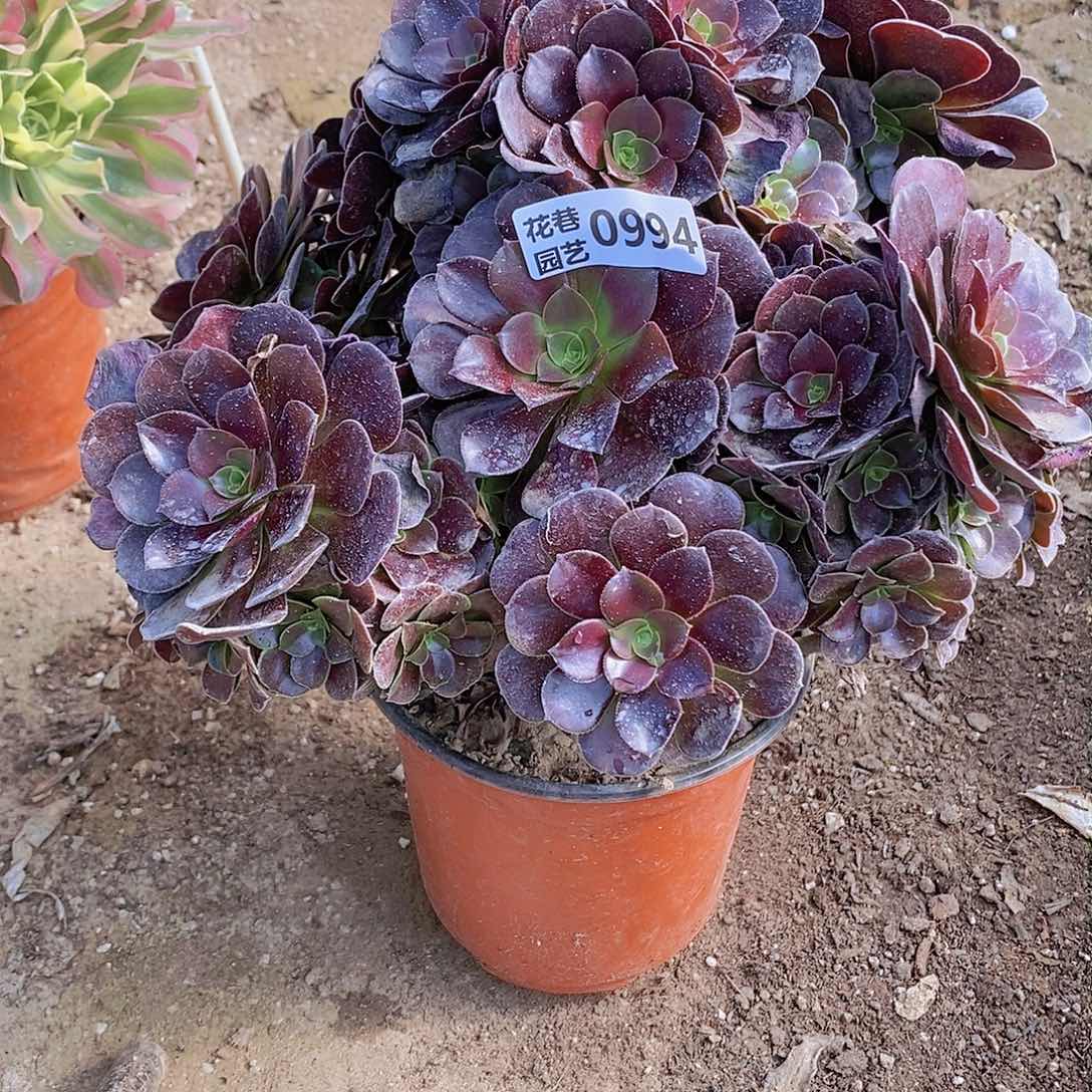 994 号20元包邮不包断枝年后发货