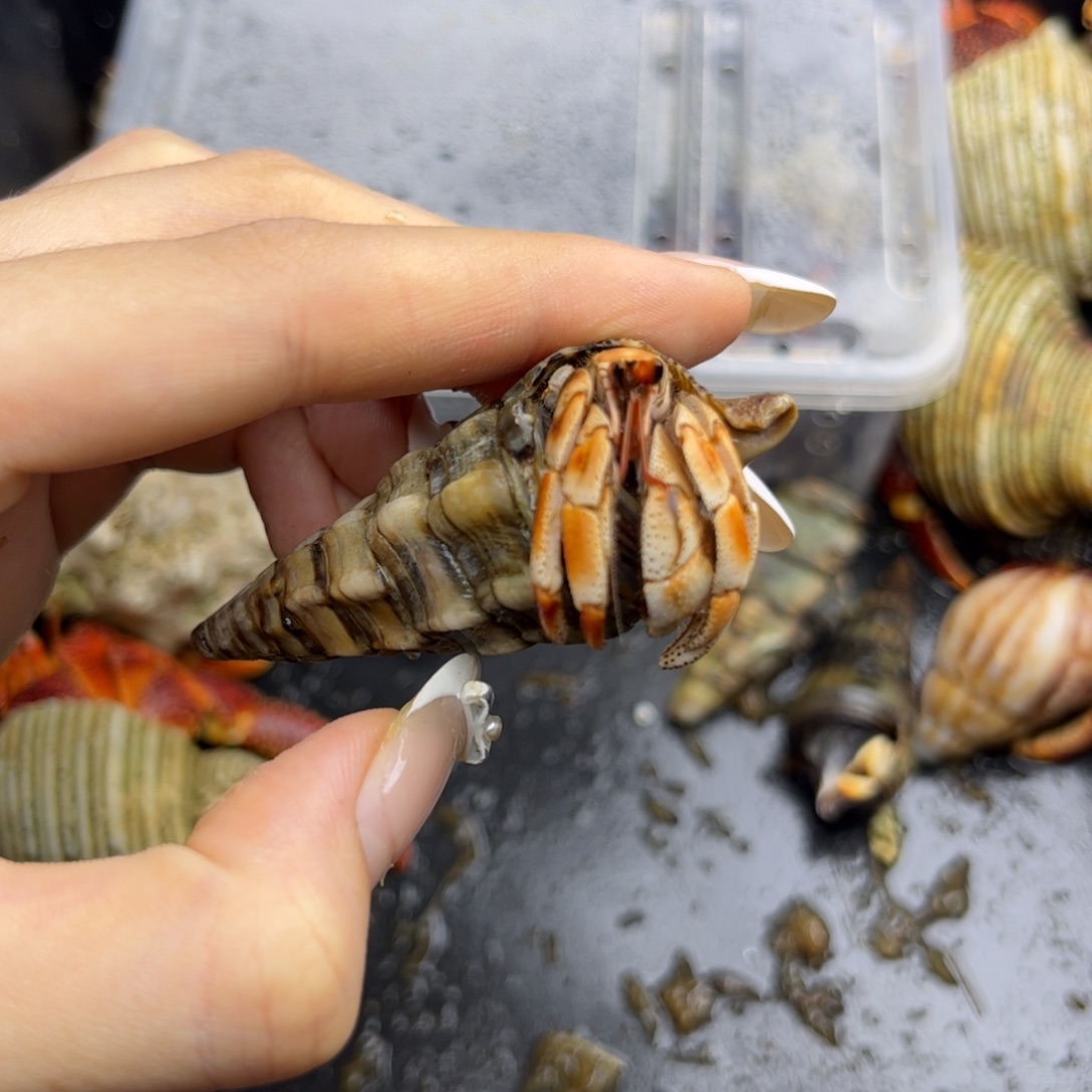 淡橘色小极品马道深紫1.4口