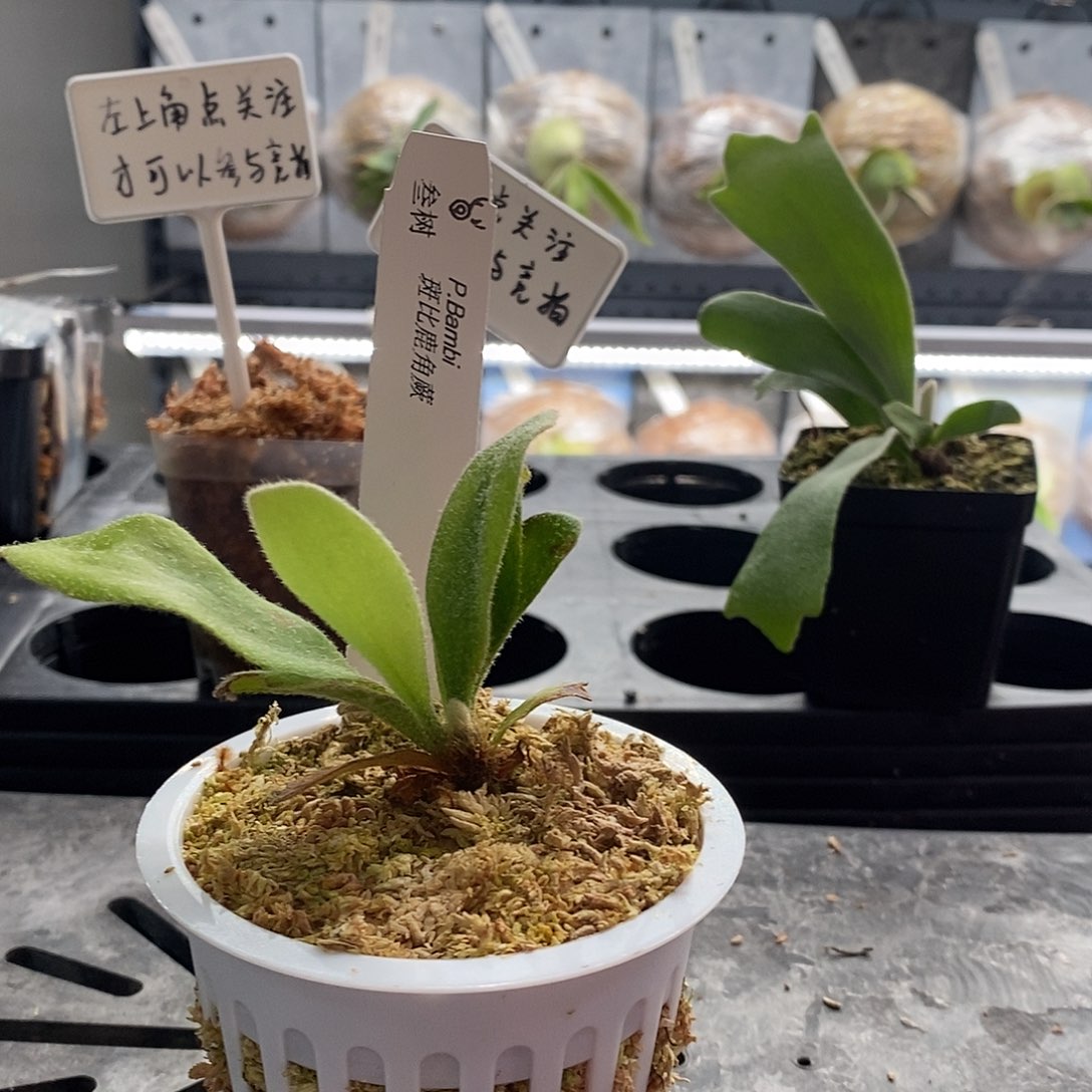 无花朵斑比鹿角蕨鹿角蕨