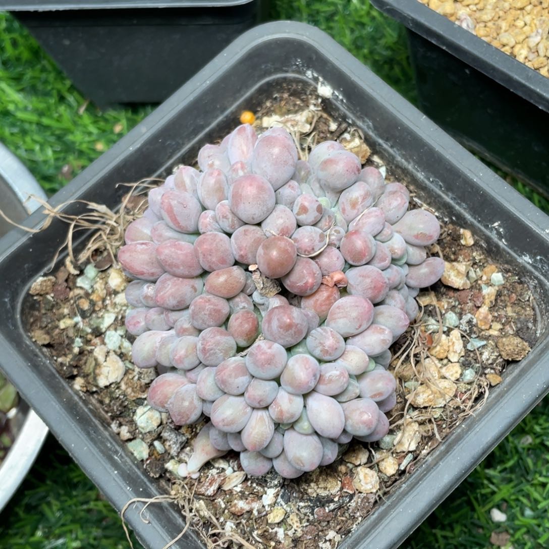 昆***芝汤圆缀化多肉植物