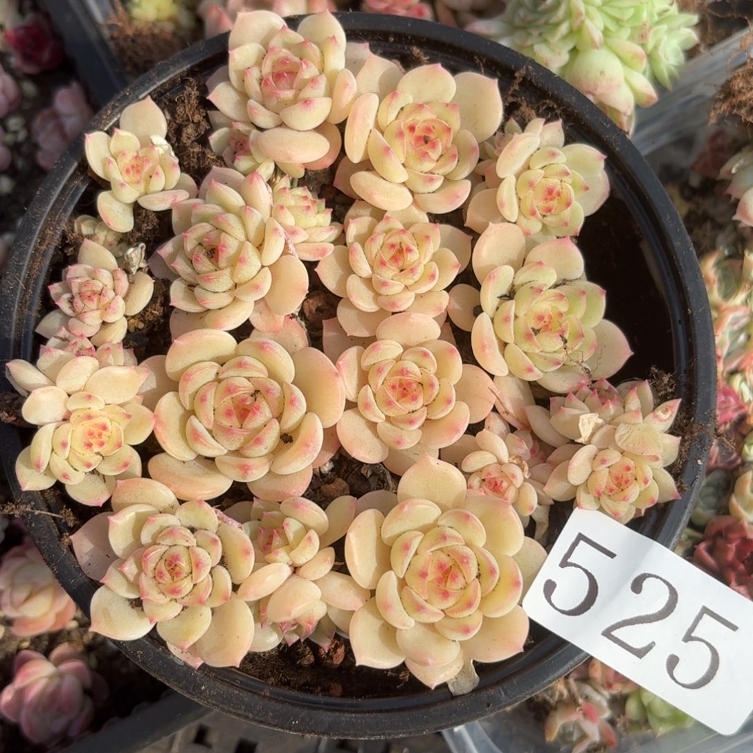 多肉植物多肉植物525